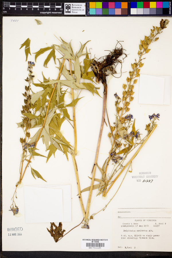 Delphinium exaltatum image