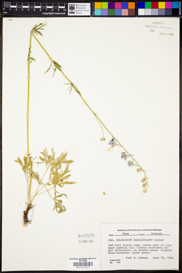 Delphinium carolinianum image