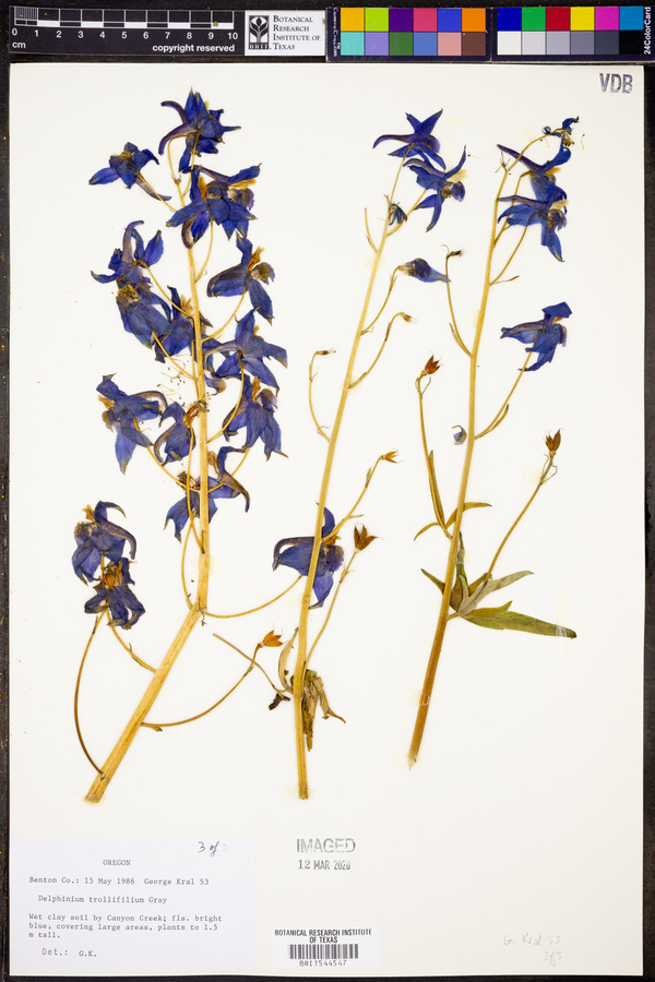 Delphinium trolliifolium image