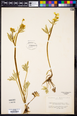 Ranunculus acriformis var. montanensis image