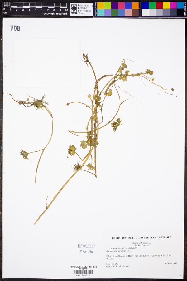 Ranunculus gmelini image