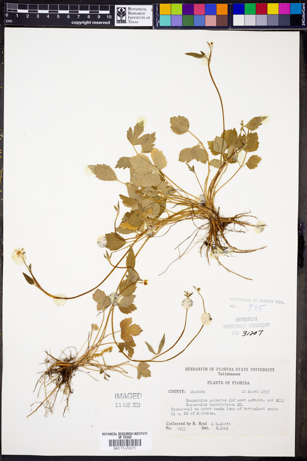 Ranunculus palmatus image