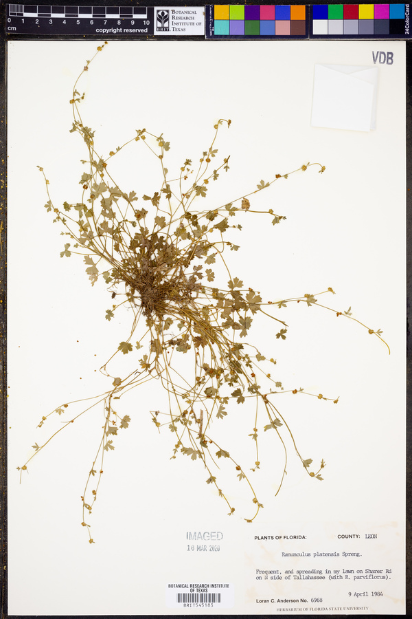 Ranunculus platensis image