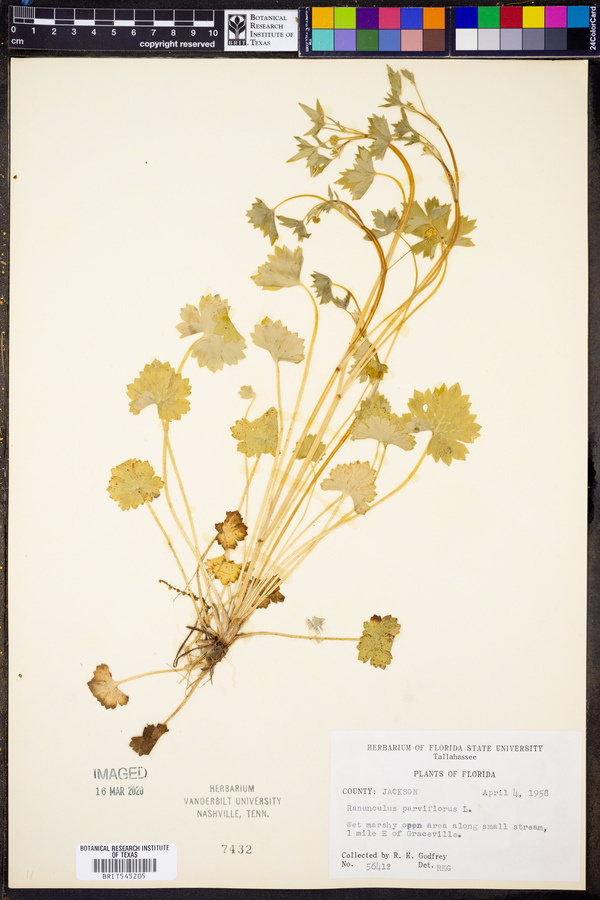 Ranunculus parviflorus image