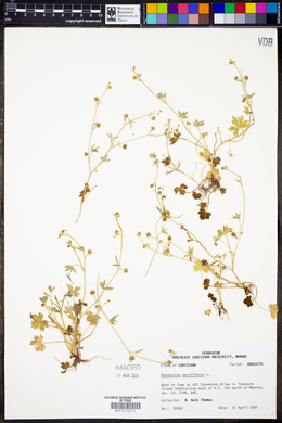 Ranunculus parviflorus image