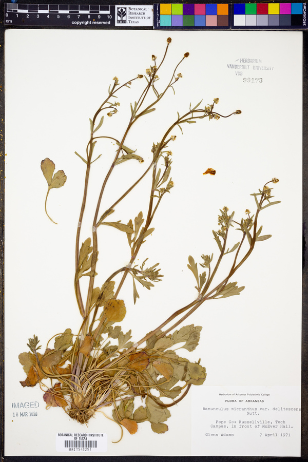 Ranunculus micranthus var. delitescens image