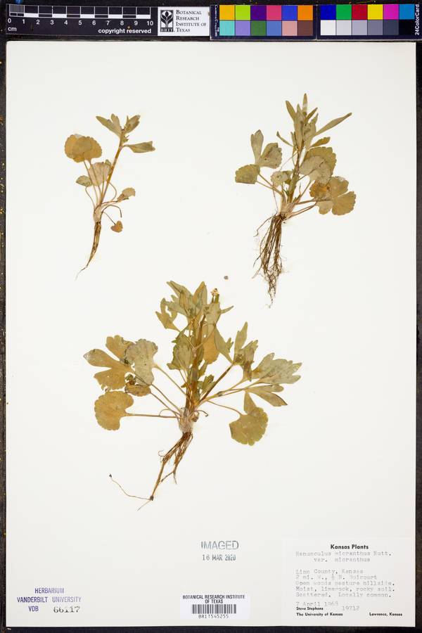 Ranunculus micranthus var. micranthus image