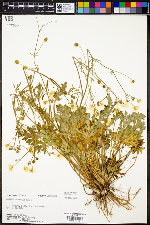 Ranunculus sardous image