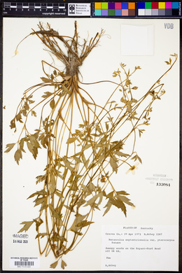 Ranunculus septentrionalis var. pterocarpus image