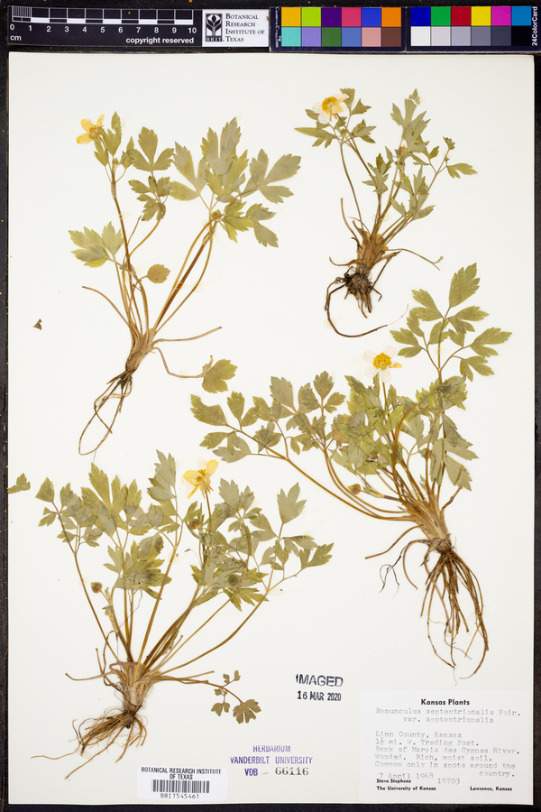 Ranunculus septentrionalis var. septentrionalis image