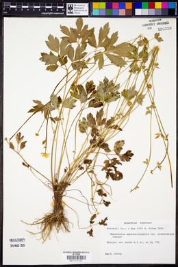 Ranunculus septentrionalis var. pterocarpus image