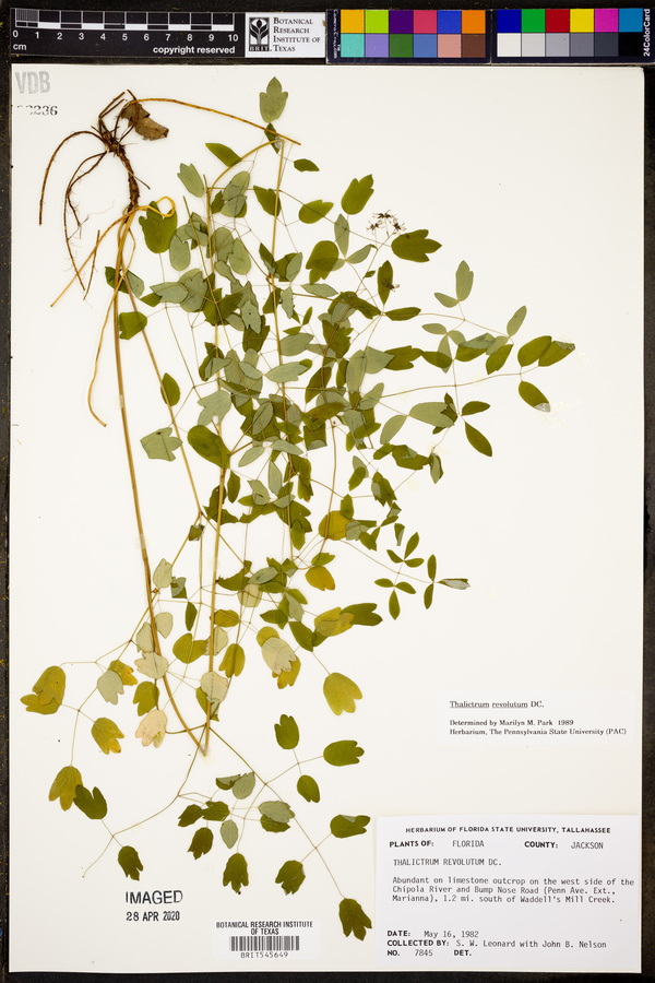 Thalictrum revolutum image