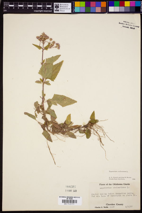 Conoclinium coelestinum image