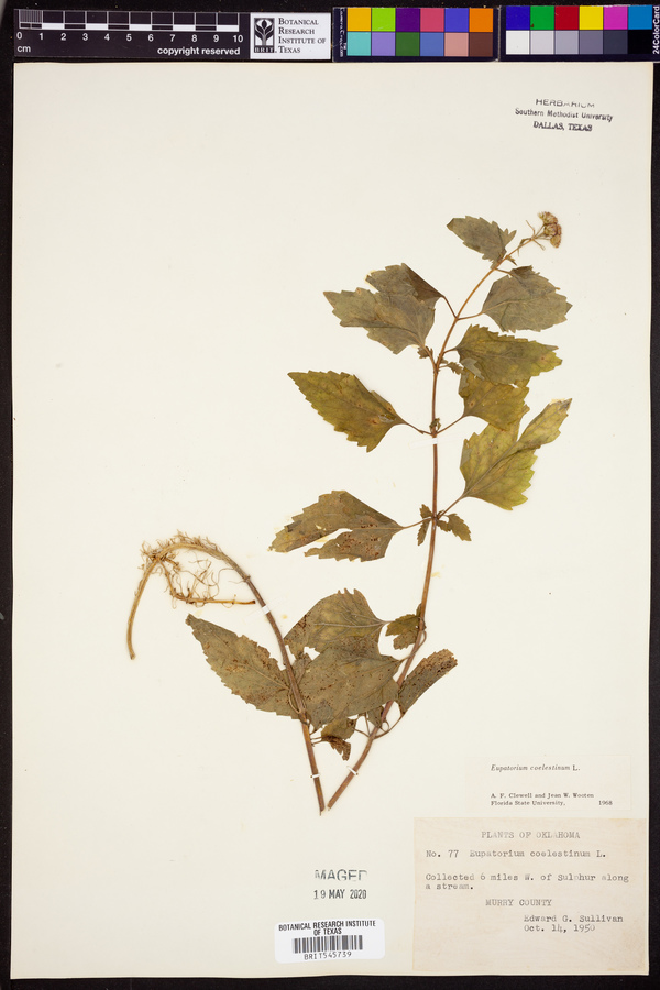 Conoclinium coelestinum image