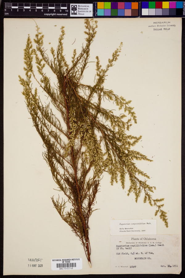 Eupatorium compositifolium image