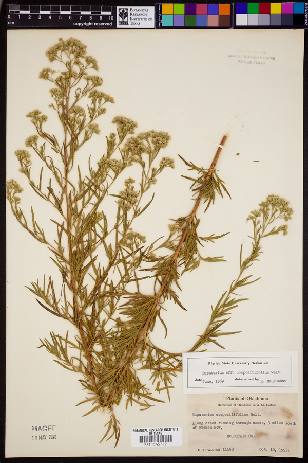 Eupatorium compositifolium image