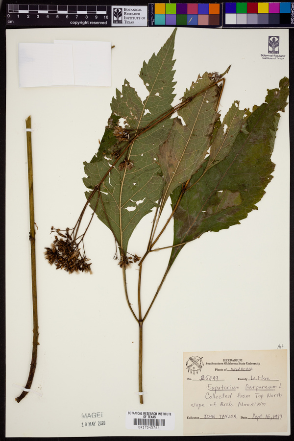 Eupatorium purpureum image