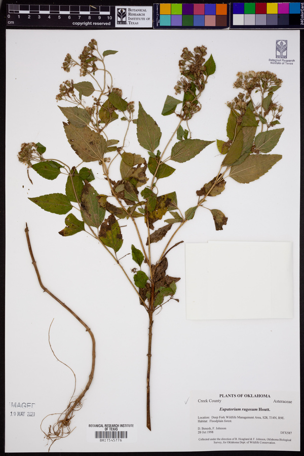 Eupatorium rugosum image