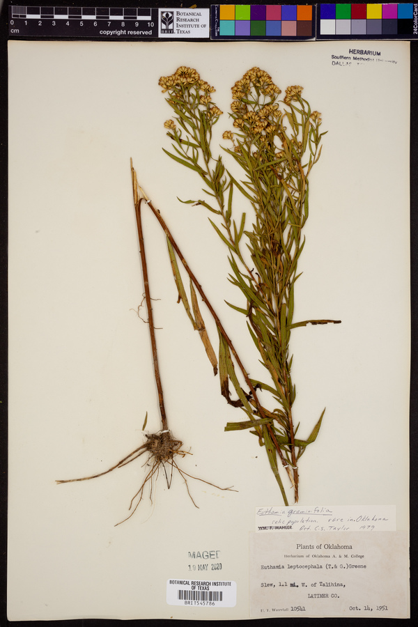 Euthamia graminifolia image