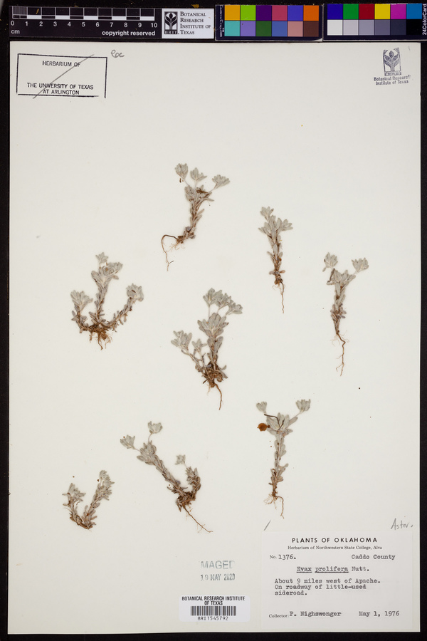 Diaperia prolifera image