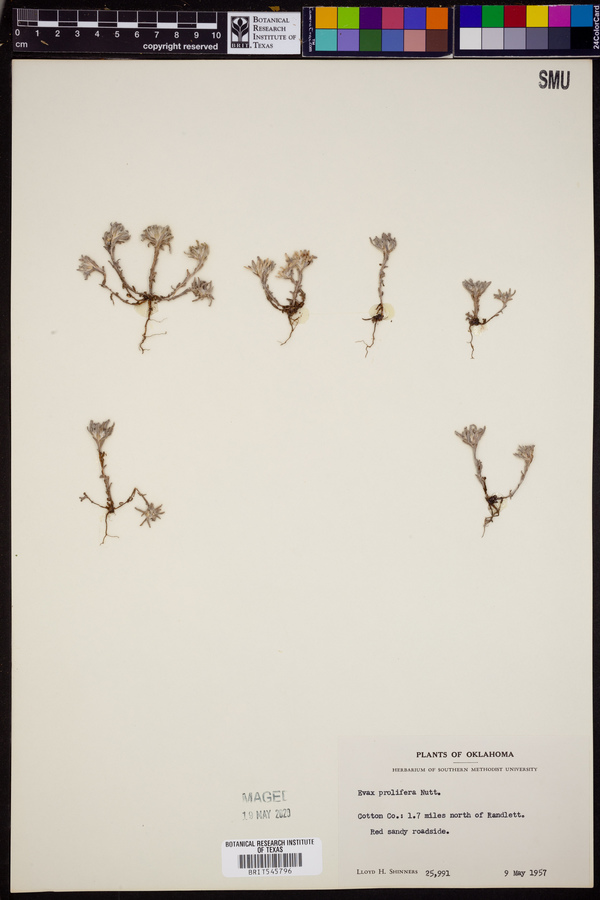 Diaperia prolifera image