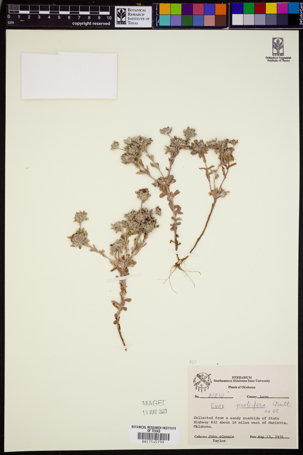 Diaperia prolifera image