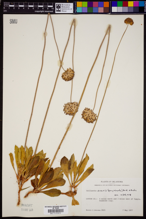 Gaillardia suavis image