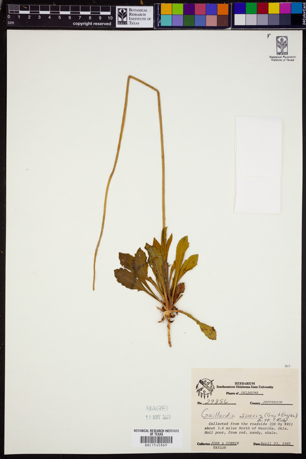 Gaillardia suavis image