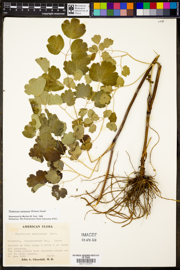 Thalictrum coriaceum image