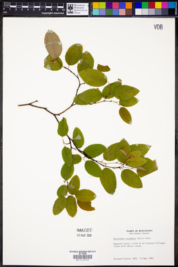 Berchemia scandens image