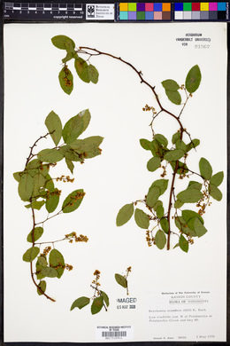 Berchemia scandens image