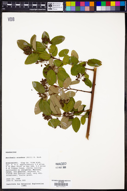 Berchemia scandens image