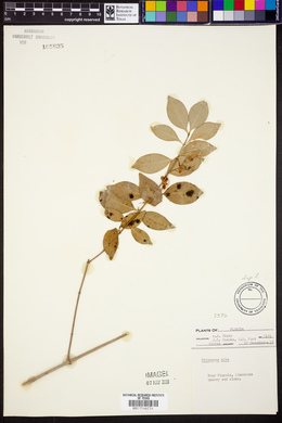 Chiococca alba image
