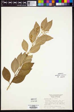 Chiococca alba image