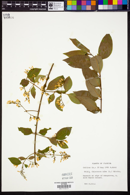 Chiococca alba image