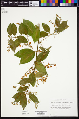 Chiococca alba image