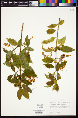 Chiococca alba image