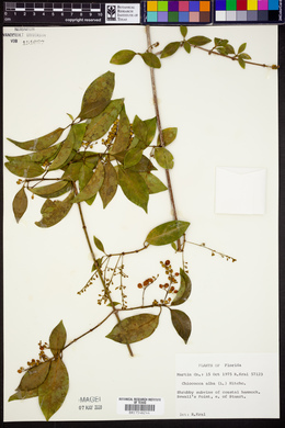 Chiococca alba image