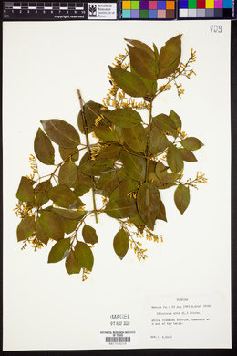 Chiococca alba image