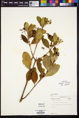 Chiococca alba image