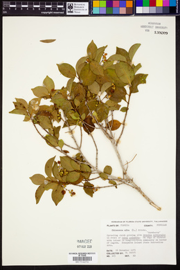 Chiococca alba image