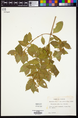 Chiococca alba image