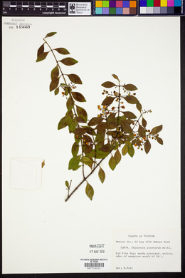 Chiococca pinetorum image