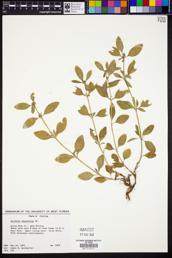 Borreria densiflora image