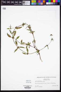 Spermacoce assurgens image