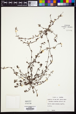 Spermacoce ocymoides image