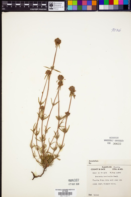 Borreria terminalis image