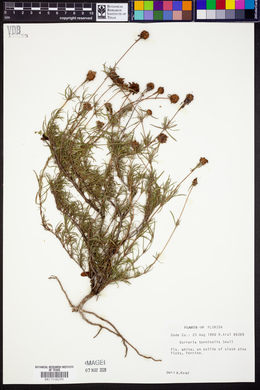 Borreria terminalis image