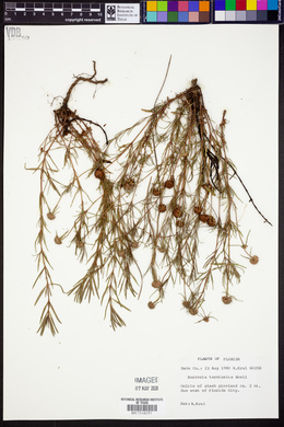 Borreria terminalis image