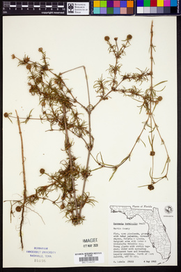 Borreria terminalis image